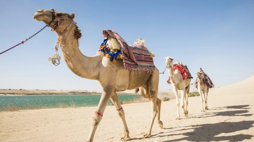 Full Day Tour in Cairo and Giza 8