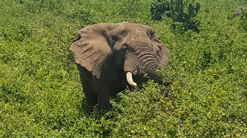 Uganda Classic Experience 2