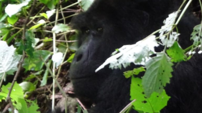 Uganda Classic Experience 8