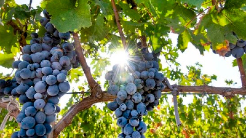 Cappadocia Vineyards & Wine Tasting Experiences 3