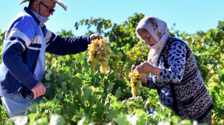 Cappadocia Vineyards & Wine Tasting Experiences 4
