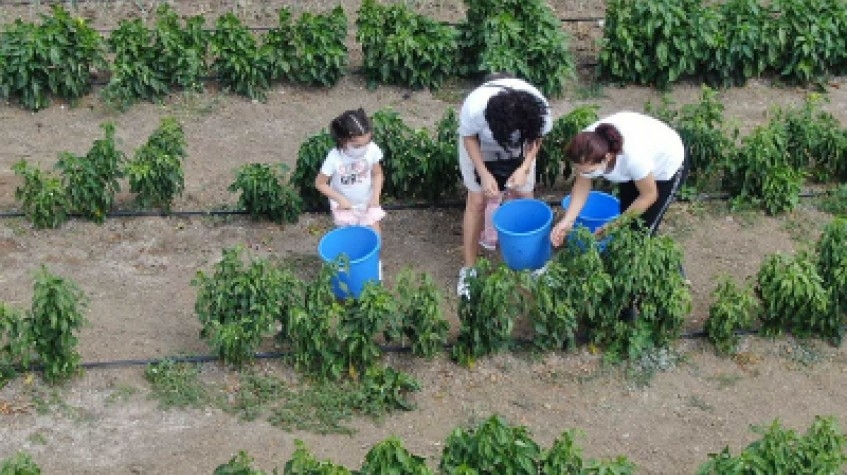 3 Days Istanbul Planting Seedlings/Harvest Tour 6