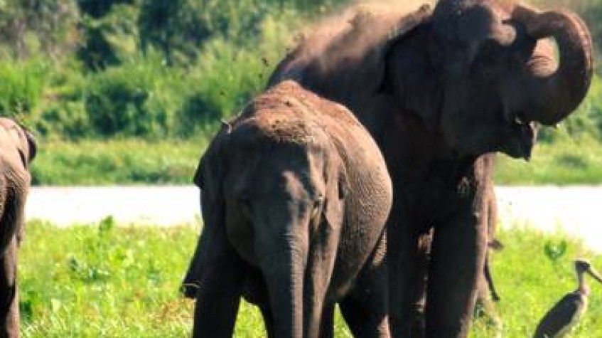 9 Days Tour of Undiscovered Sri Lanka 7