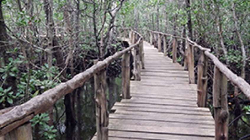 Jozani Forest National Park 3