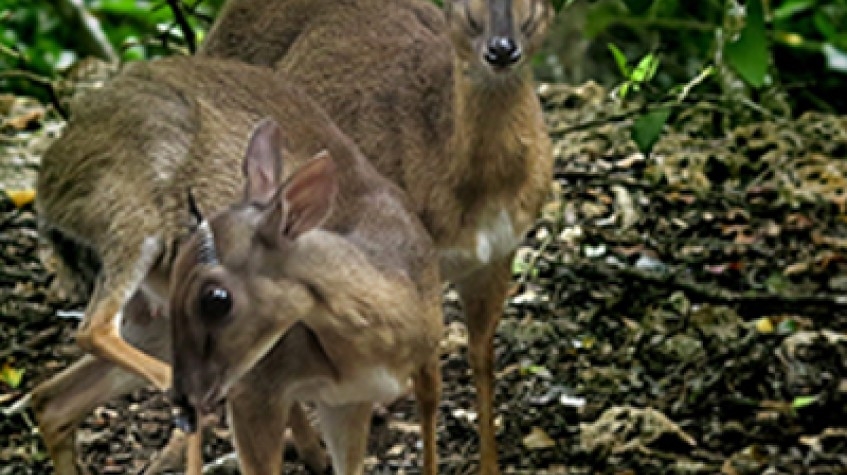 Jozani Forest National Park 4