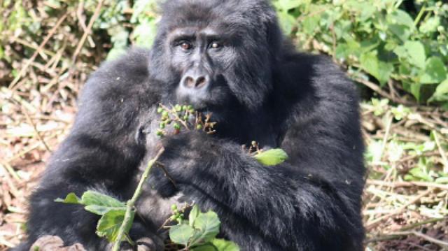 4 Days Gorillas & Chimpanzee Uganda Africa