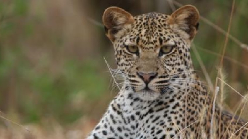 India's Luxury Golden Triangle With Leopard Safari & Sunrise Taj Mahal 9