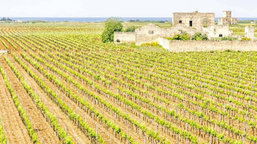 Private Wine Tasting in Manduria 3