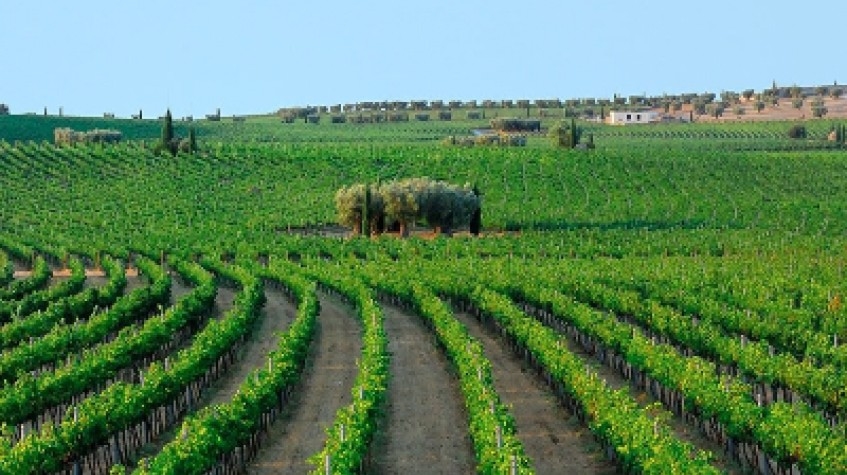 Private Wine Tasting in Manduria 5